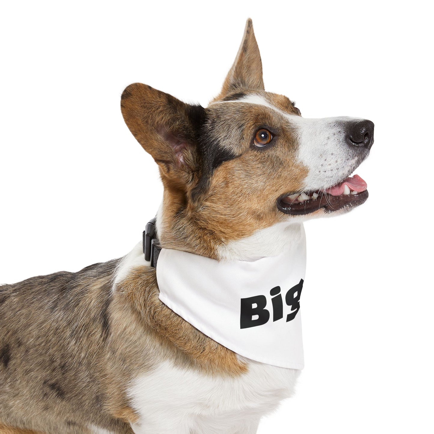 Big Bro Pet Bandana with Collar