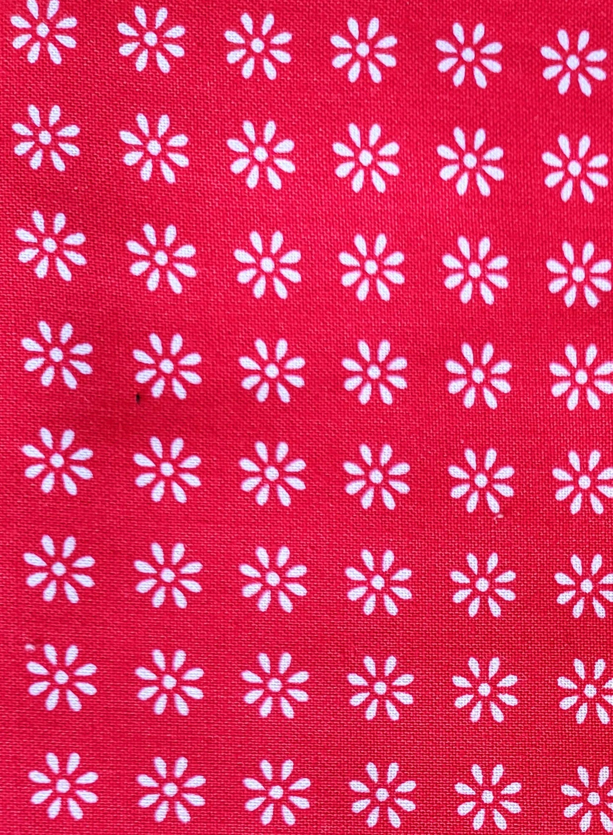 White Daisies on Red